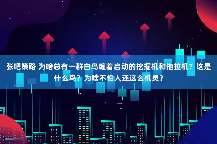 张吧策路 为啥总有一群白鸟缠着启动的挖掘机和拖拉机？这是什么鸟？为啥不怕人还这么机灵？